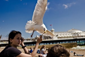 ‘Gulls are not the slightest bit aggressive, unless it’s about competition for food.’