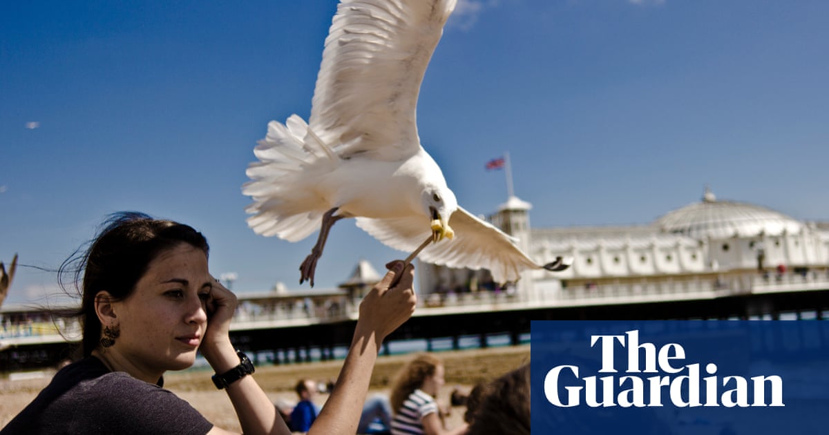 Stare seagulls out to save your snacks, researcher says