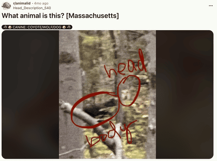 ‘There is a distinct earnestness that comes with posting a photo of a blurry blob with helpfully added scribbles.’