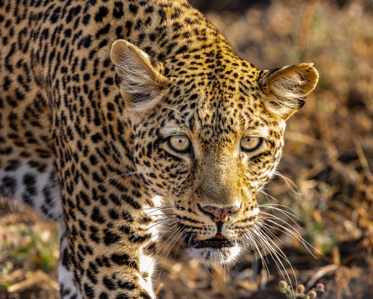 Kingdom review – David Attenborough never fails to make nature awe-inspiring Kingdom review – David Attenborough never fails to make nature awe-inspiring