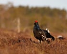 Country diary: A dawn search for the rare black grouse | Eben Muse