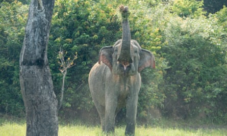Elephant at Gal Oya national park