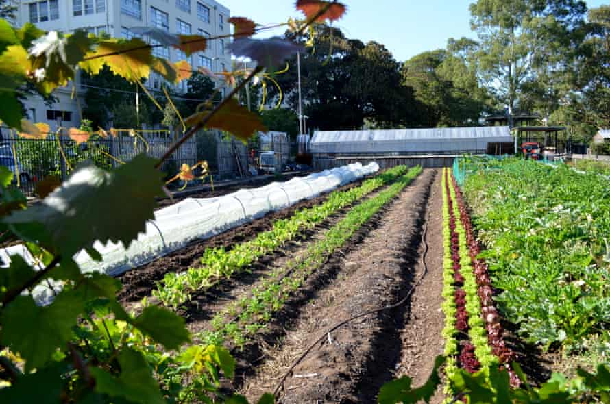 The urban community farm at Camperdown.