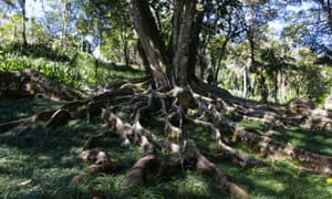 Large tree roots stretch from their tree and sit above the grassy ground.