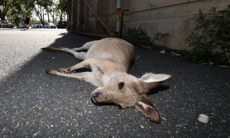 A female kangaroo lies dead after she was hit by a car while moving to higher ground away from floodwaters in Rockhampton, Tuesday, April 4, 2017. Flood waters are expected to hit levels not seen in 60 years. Climate change is intensifying extreme weather events such as these as well as making them hit more frequently. Such events, as well as other climate impacts, are forcing animals to move around the world, often resulting in population decline and local extinction. 
