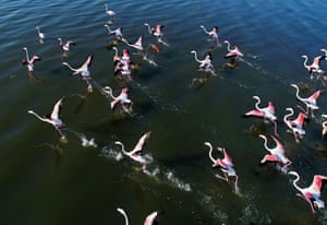 Flamingos fly over the Aegean during their migration period in Izmir, Turkey.