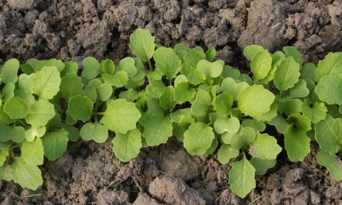 How long do turnips take to germinate?