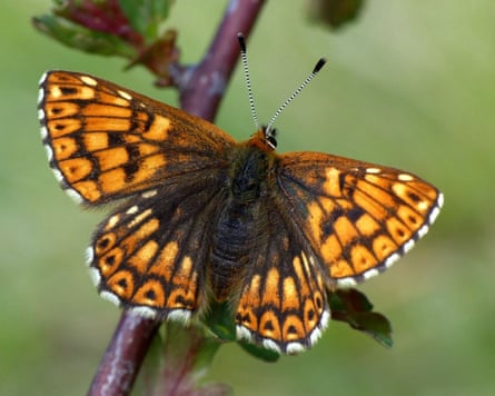 A Duke of Burgundy butterfly