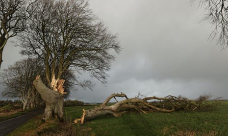 One of a number of trees in Northern Ireland made famous by the TV series Game Of Thrones that have been damaged and felled by Storm Isha at the Dark Hedges site in Co Antrim.