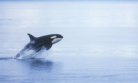 An orca seen off the coast of British Columbia, Canada.