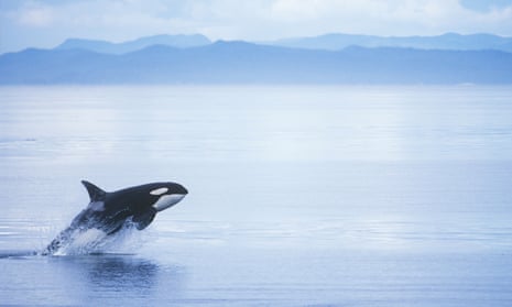 A killer whale off the coast of British Columbia. Orcas in the region will face a disruptive increase in oil tanker traffic if the proposed pipeline expansion goes ahead. 