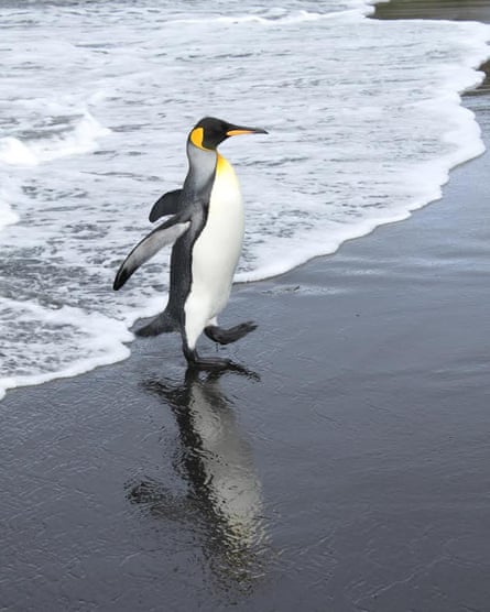 Scientists say king penguins need extra fat to survive their fasting during the breeding season.