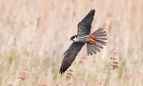 A hobby (falco subbuteo) in flight over a reed bed in Warwickshire.