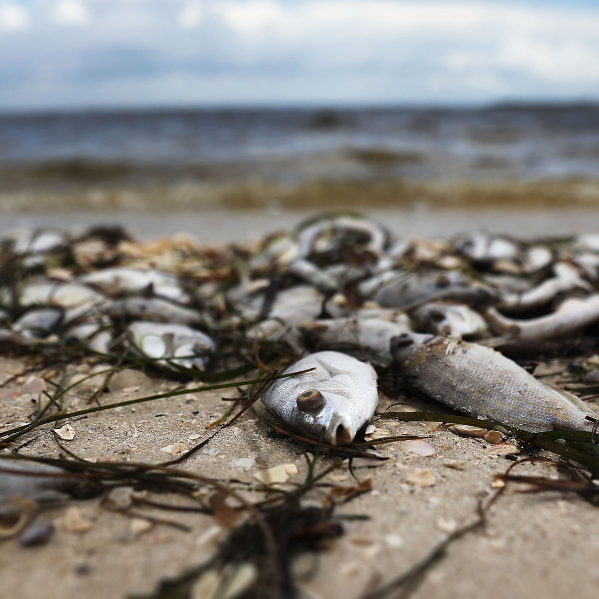 Florida Red Tide Sweeps Away Republican Rick Scott S Senate Poll Lead Us News The Guardian