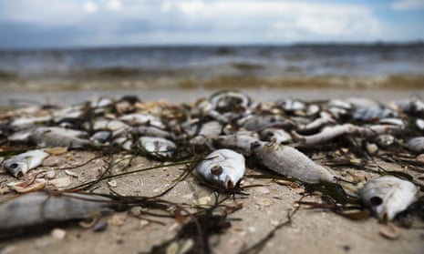 Dead fish lie on the beach at Sanibel, on Florida’s Gulf coast in August. The red tide that killed them has now spread to the state’s Atlantic coast.