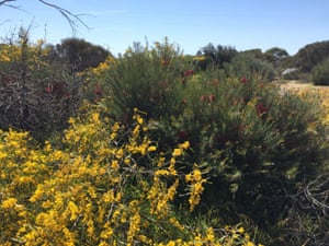 Wildflower season in the Kwongan Heath area, WA