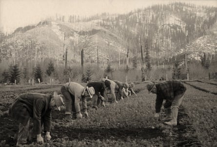 black and white photo of lines of men working in field