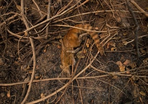 A dead raccoon.