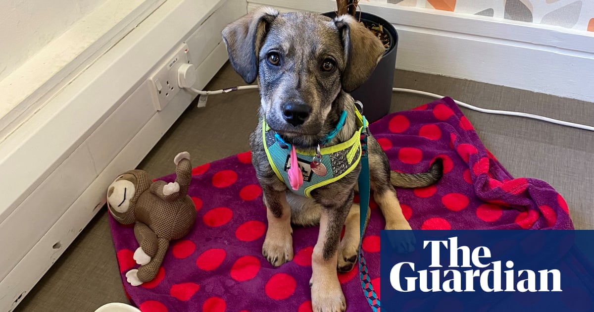 Many New Dog Owners In Uk Hope To Bring Pet Into Work As Lockdown Eases Dogs The Guardian Many New Dog Owners In Uk Hope To Bring Pet Into Work As Lockdown Eases Dogs The Guardian