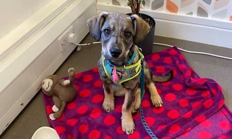 Truffle on her mat with toys