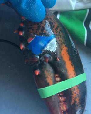 Lobster found with Pepsi logo ‘tattoo’ fuels fears over ocean litter  720
