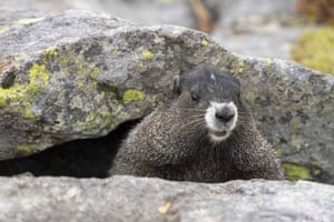 A hoary marmot pokes its head out from beneath a rock near Paradise in Mount Rainier National Park, Washington, US