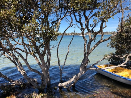 Rowing boats in the mangroves at Merimbula