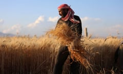 A Syrian man harvests wheat in a field.