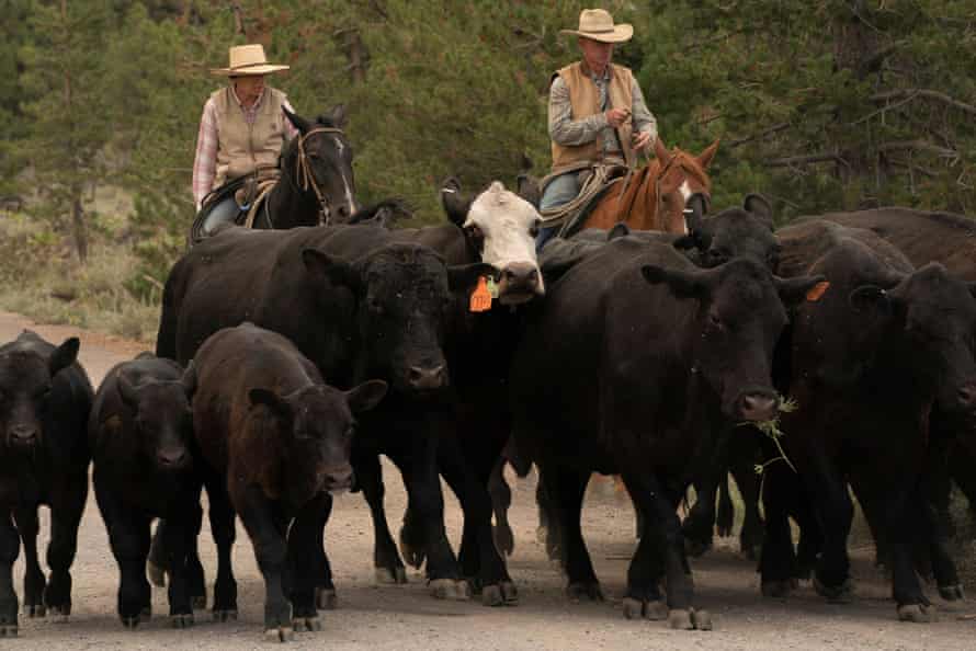 Ranchers herding cattle