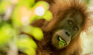 A new species of great ape – the Tapanuli orangutan – only has 800 remaining members.