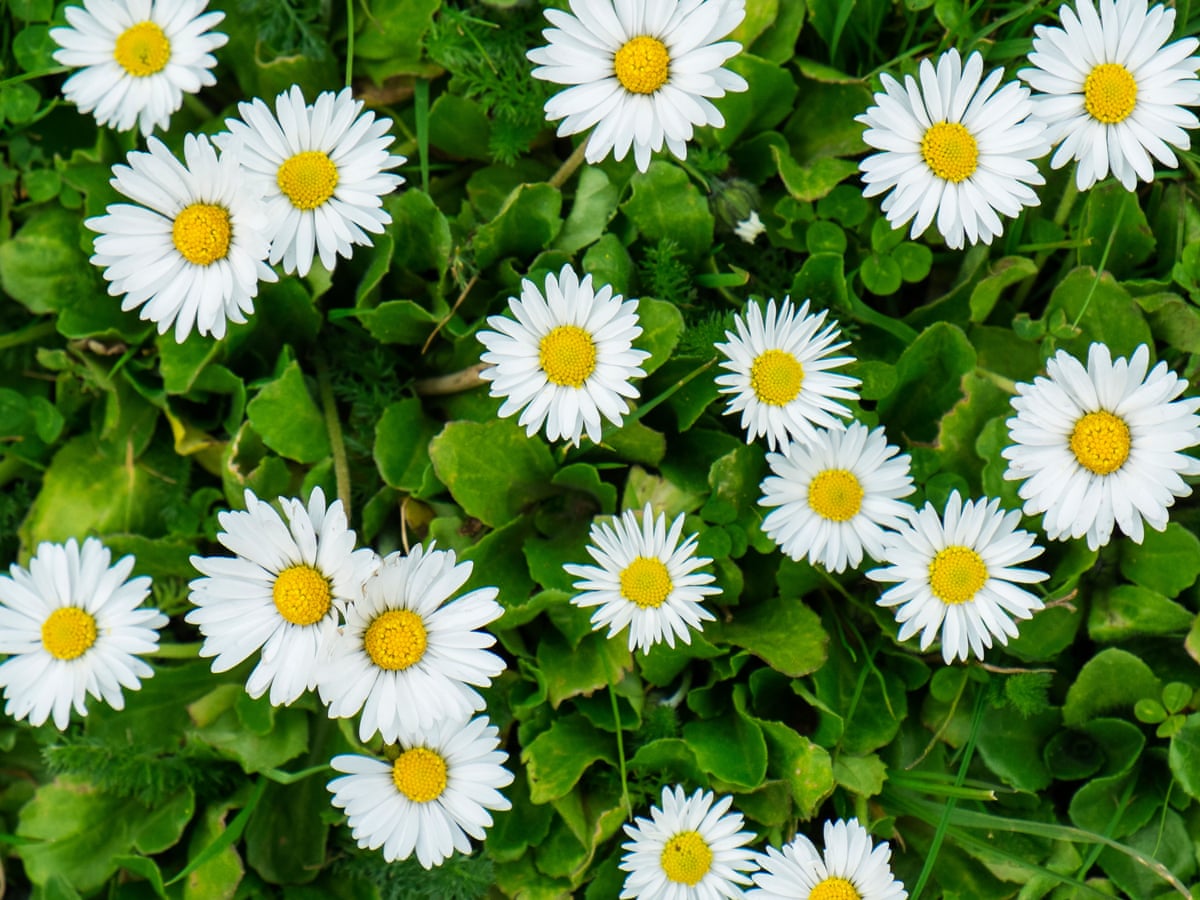 Hundreds Of Wildflower Species Found Blooming In Midwinter Wild Flowers The Guardian Hundreds Of Wildflower Species Found Blooming In Midwinter Wild Flowers The Guardian