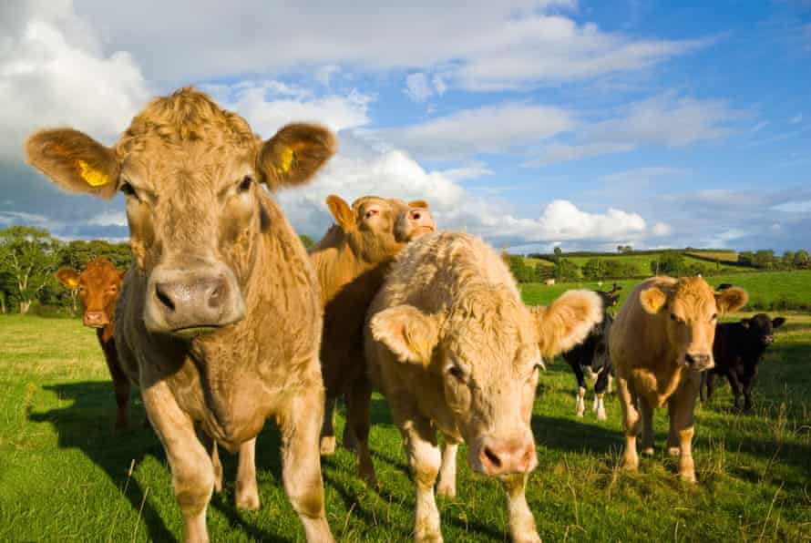A herd of cows in a field
