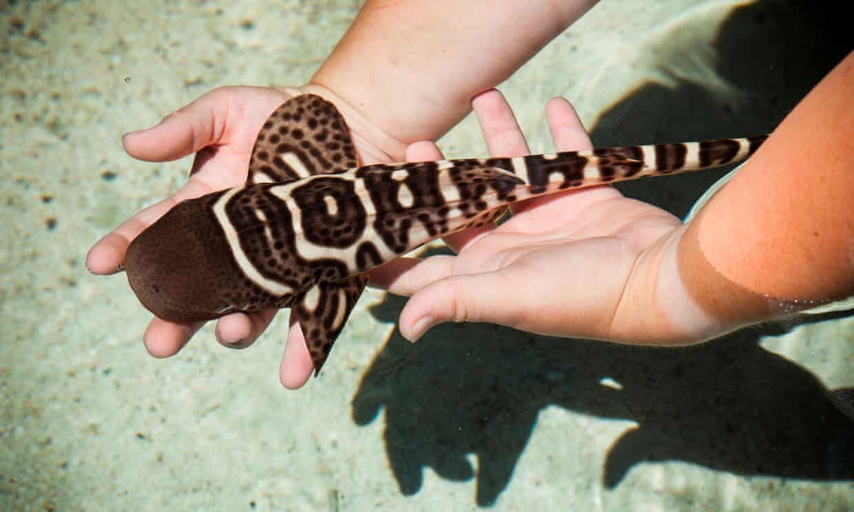 One of the baby sharks born to leopard sharks at Reef HQ aquarium in Townsville, who have produced live young through asexual reproduction.