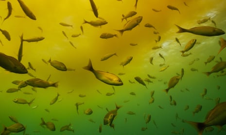 A shoal of fish amid an algal bloom, seen from underwater