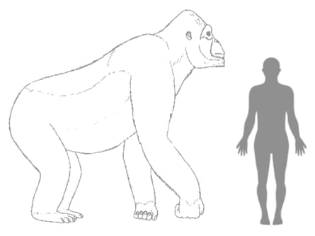 The Gigantopithecus, a giant gorilla that looks like King Kong, disappeared 100,000 years ago from the surface of the Earth due to the inability to adapt to environmental changes, according to scientists.