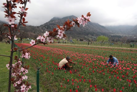 Kashmiri gardeners work inside the garden on the banks of the Dal lake in Srinagar.