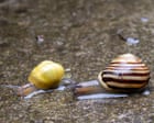 Country diary: It’s hard not to fret over snails and their trails | Derek Niemann