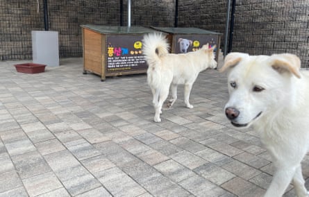 Haerang and Kumgang, two white Pungsan puppies born from one of the dogs given to former President Moon Jae-in by Kim Jong-un after their historic summit in 2018.