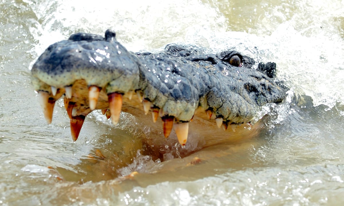 A boat tour operator discovers the body of a crocodile which drowned while ...