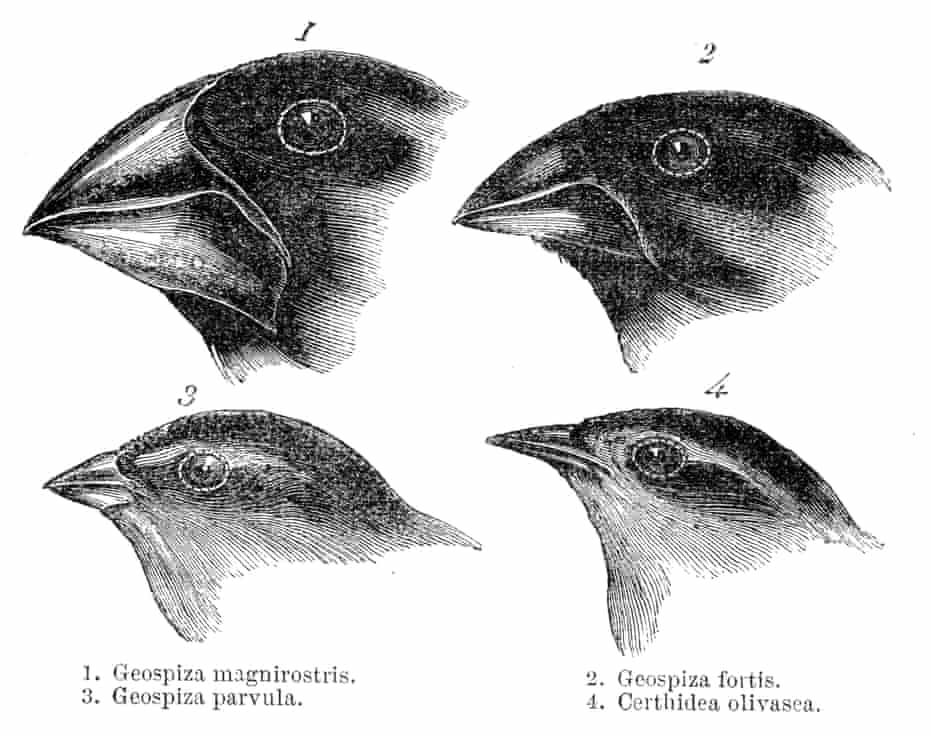 Four of the species of finch observed by Darwin on the Galápagos Islands, showing variation of beak.
