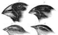 Four or the species of finch observed by Darwin on the Galapagos Islands
