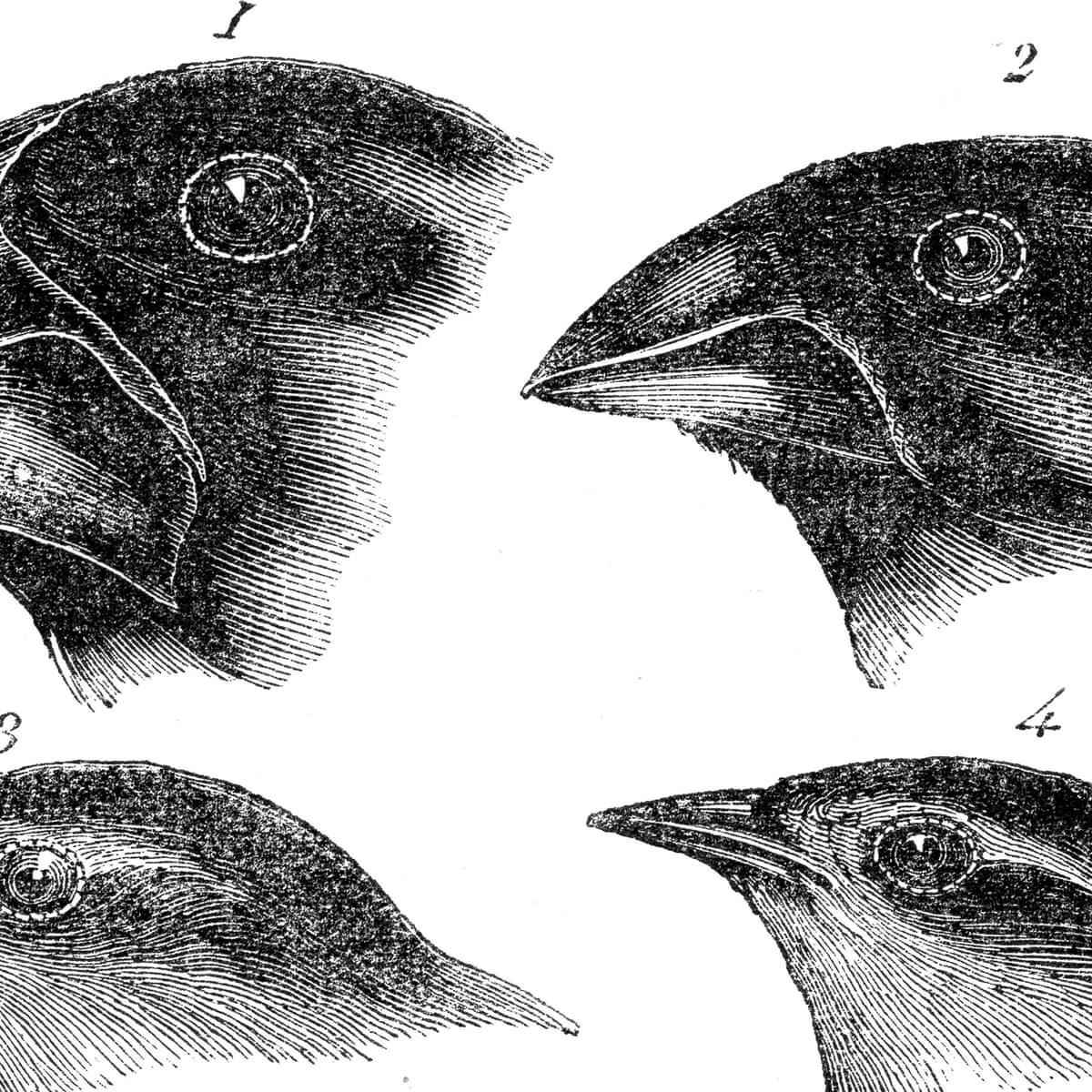 Origin Of The Species: Where Did Darwin'S Finches Come From? | Birds | The  Guardian