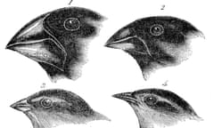 Four of the species of finch observed by Darwin on the Galápagos Islands