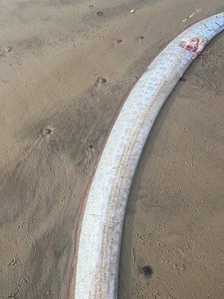Image of a dead oarfish taken by Sybil Robertson on Ocean beach in Tasmania Image of a dead oarfish taken by Sybil Robertson on Ocean beach in Tasmania