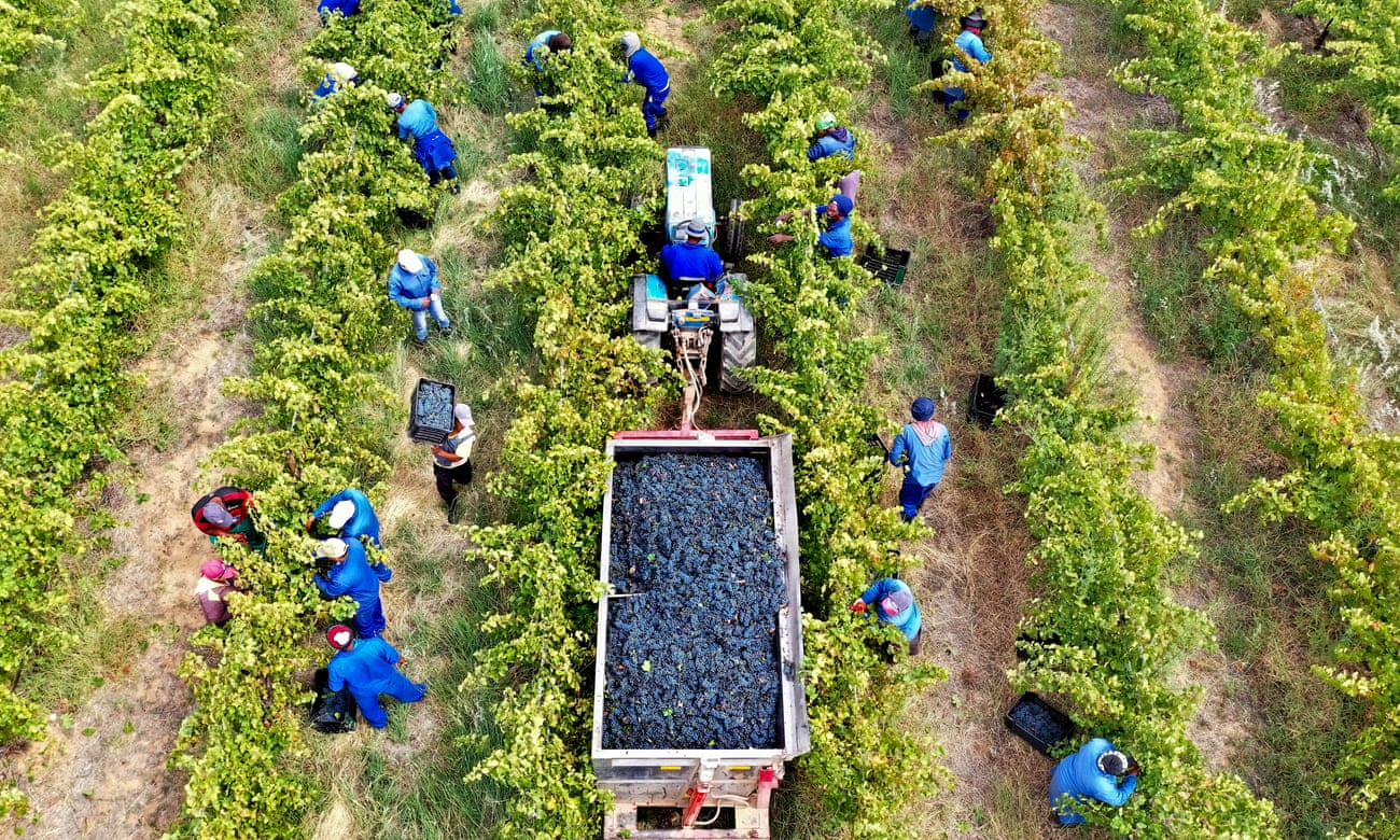  An aerial view of workers harvesting Cabernet Sauvignon grapes at Alvi’s Drift Winery’s Alfalfa farm estate on March 11, 2020 near Worcester in the Western Cape province of South Africa.