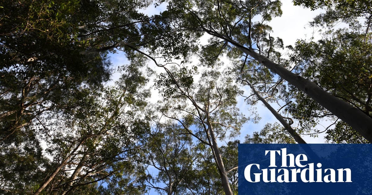 Environmentalists worry as Labor seeks consensus on new federal nature laws | Australian politics Environmentalists worry as Labor seeks consensus on new federal nature laws | Australian politics