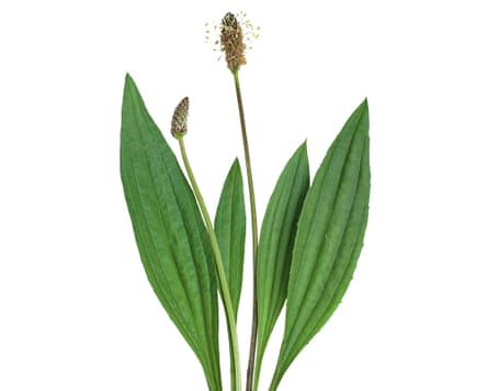 Plantain, or ribwort (Plantago lanceolata).
