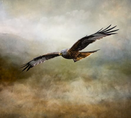 A red kite in flight