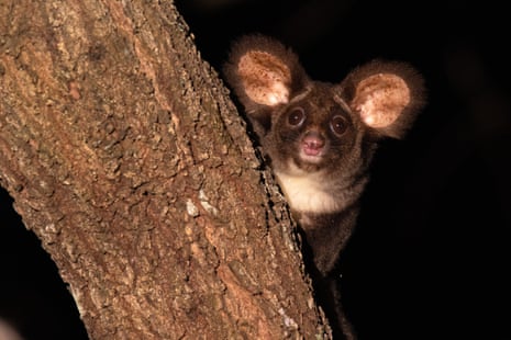 A greater glider pictured by ecologist Paul Revie in south-east Queensland, Australia