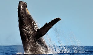 A humpback whale breaching off Île Sainte-Marie, Madagascar.